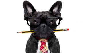 A french bulldog with glasses and a tie poses as a content quality.
