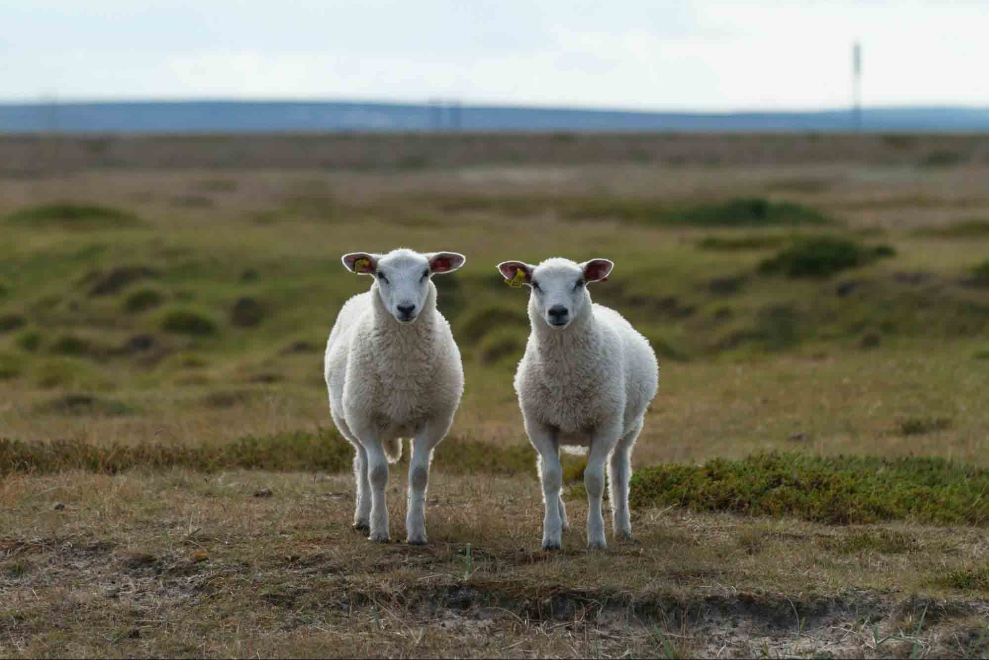 Sheeps 